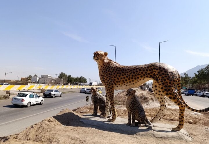روزهای پرتردد سفر و مراقبت از یوزپلنگ در قلب کریدور عباس‌آباد – میامی