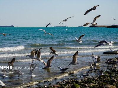 زمانبر بودن جبران آسیب‌های محیط‌زیستی خلیج فارس