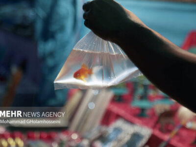 ماهیان قرمز شب عید خود را در سطوح منابع آبی کشور رها نکنید