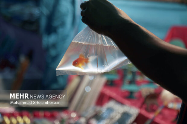 ماهیان قرمز شب عید خود را در سطوح منابع آبی کشور رها نکنید