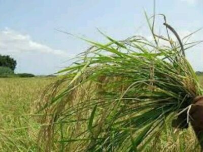 مبارزه با علف‌های هرز در۳۳ هزار هکتار از مزارع آذربایجان غربی انجام شد