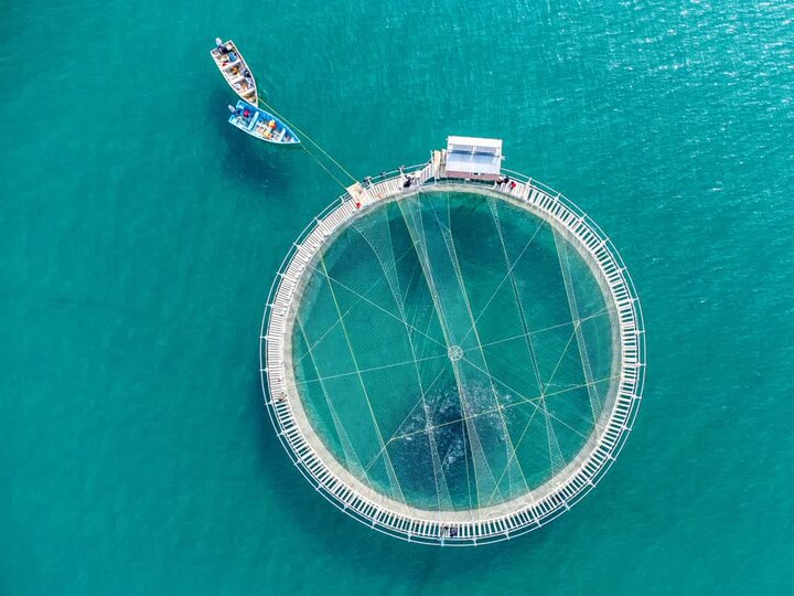 نسل ششم ماهی آزاد دریای خزر گامی بلند برای حفاظت از اکوسیستم است