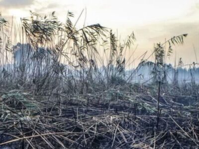 پیگیری بین‌المللی خسارات زیست‌محیطی جنگ