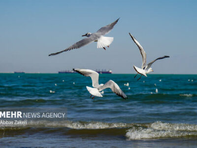 کاهش سالانه ۲۰ سانتی‌متری عمق دریای خزر