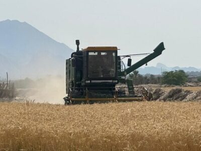 کاهش میزان برداشت گندم در استان بوشهر در پی بارش‌های اخیر