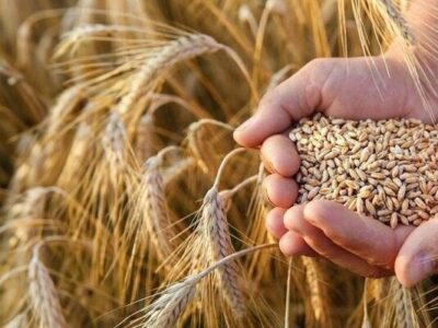 آمادگی برای خرید گندم کشاورزان لرستانی