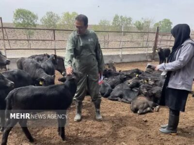 اجرای پروژه اصلاح نژاد گاومیش در سمنان؛ طرح با ۲۰۰ راس دام آغاز شد