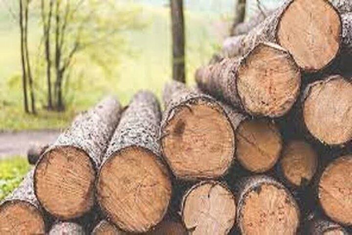 احتکار ۲ همت چوب در سوادکوه شمالی