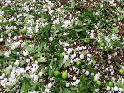 بارش شدید تگرگ در بجنورد