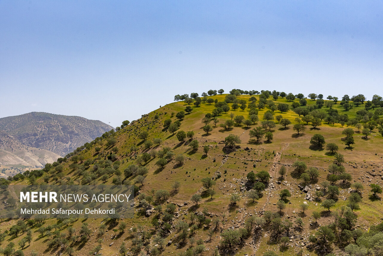 «بلوطستان» نگران تابستان؛ آتش در کمین است! «بلوطستان» نگران تابستان؛ آتش در کمین است!