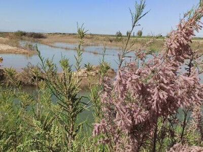 تلاش برای جهانی شدن تالاب قره قشلاق بناب