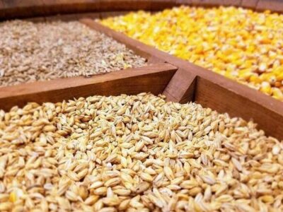 توزیع بیش از ۴ هزار تن نهاده دامی در بردسکن