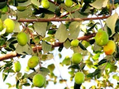 توسعه باغات کنار در خرمشهر آغاز شد