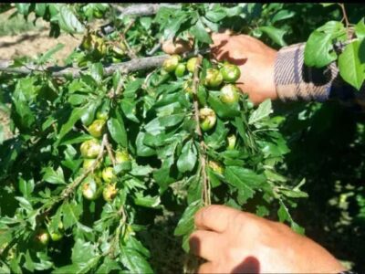 خسارت سنگین تگرگ به باغات شبستر