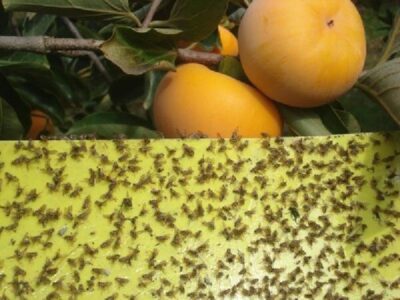ردیابی مگس میوه مدیترانه‌ای در ۹۵۳ هکتار از باغات بابل