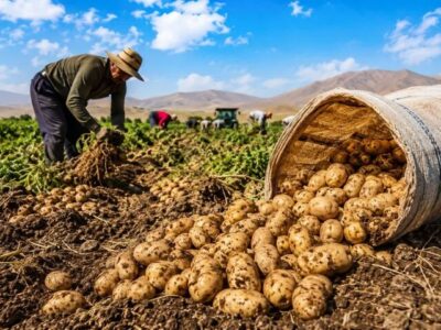 عجب‌شیر؛ رتبه اول سیب‌زمینی آذربایجان‌شرقی