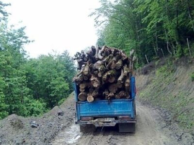 قاچاقچیان چوب در قائمشهر با دوربین‌های تله‌ای شناسایی شدند