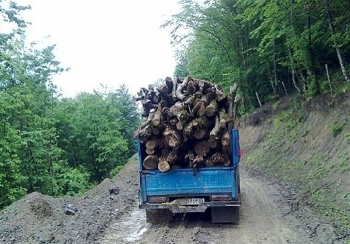 قاچاقچیان چوب در قائمشهر با دوربین‌های تله‌ای شناسایی شدند