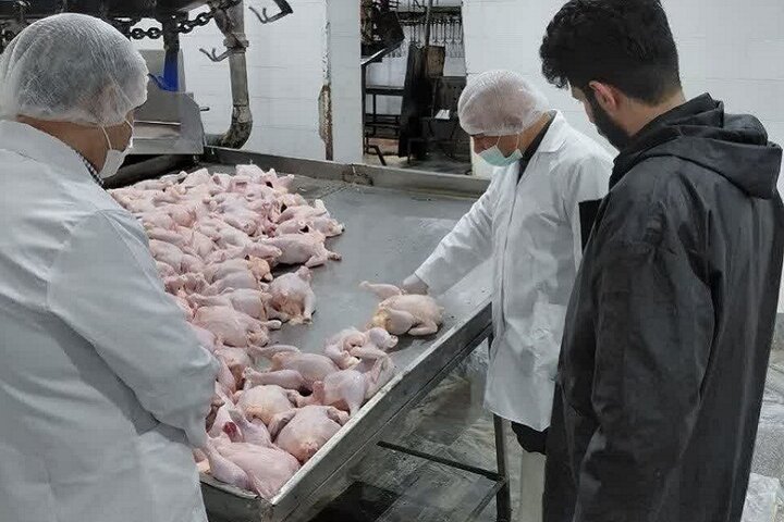 قیمت مرغ و تخم‌مرغ در مازندران باید به نرخ قبلی برگردد