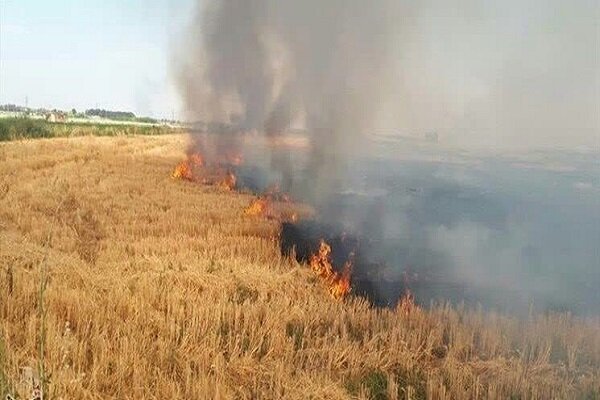 مرگ تدریجی خاک رهاورد آتش زدن مزارع
