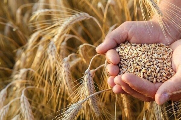 نجات ۵۵۰۰تن گندم با کالیبره کمباین‌ها؛ ۱۰روز مصرف لرستان تامین می‌شود!