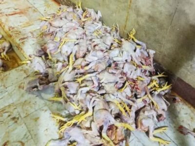 کشتار ۴۰۱ هزار قطعه مرغ در لرستان