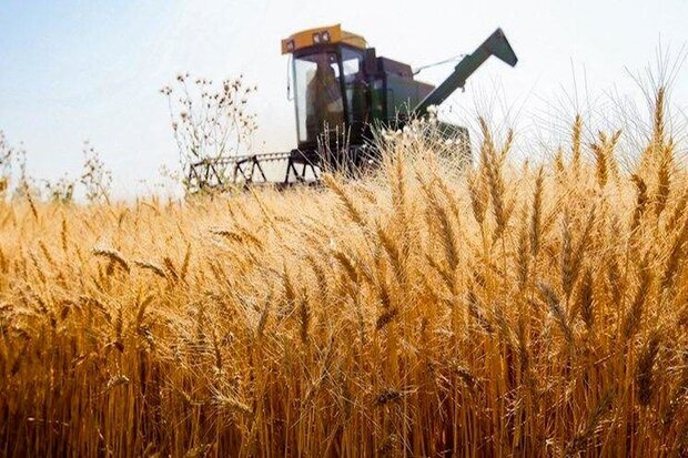 ۲۴ مرکز تعاون روستایی در ایلام آماده تحویل گندم است