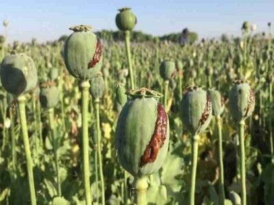 برخورد قاطع با کشت غیرمجاز خشخاش؛ از زارعان تا مسئولان متخلف