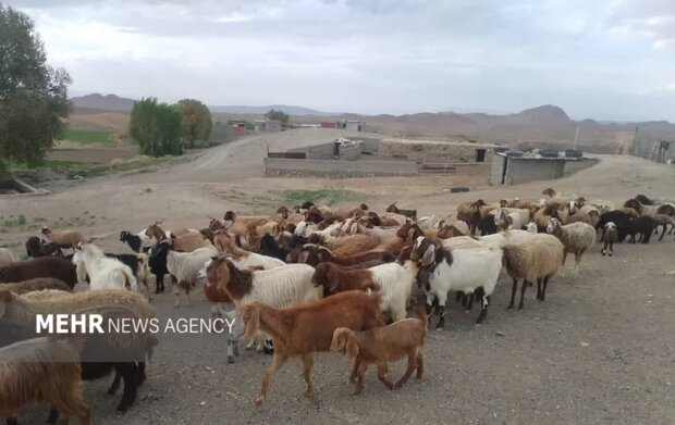 تمرکز مازندران بر ارتقای بهرهوری دام و طیور