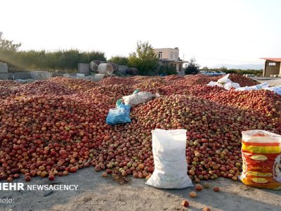 تکمیل زنجیره تولید محصولات کشاورزی اولویت اول استان ایلام است
