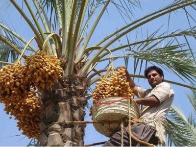 سردی قیمت ها در خرماپزان بم؛ خرما در نخلستان ۵۰ در تهران۵۸۰ هزار تومان