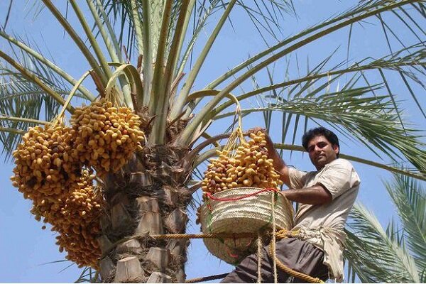 سردی قیمت ها در خرماپزان بم؛ خرما در نخلستان ۵۰ در تهران۵۸۰ هزار تومان